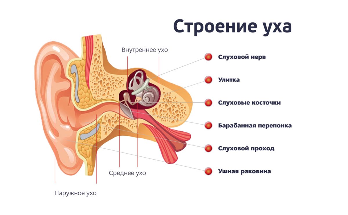 Анатомия среднего уха человека в картинках с описаниями