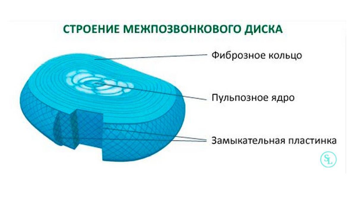 Из чего состоит межпозвонковый диск